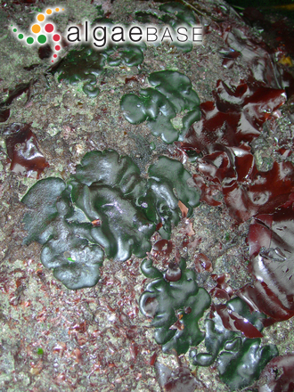 Codium setchellii N.L.Gardner