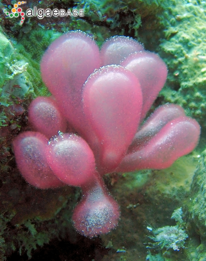 Gibsmithia hawaiiensis Doty