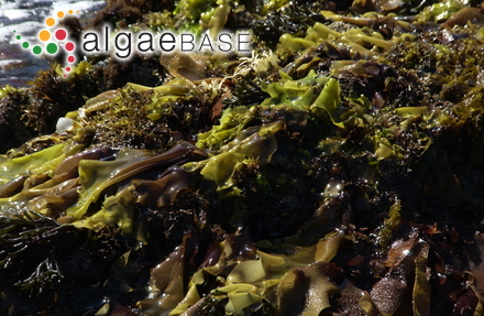 Mazzaella splendens (Setchell & N.L.Gardner) Fredericq
