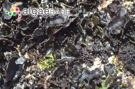 Codium stephensiae C.I.Dickinson