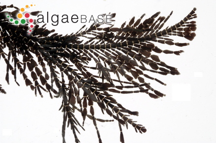 Ellisolandia elongata (J.Ellis & Solander) K.R.Hind & G.W.Saunders