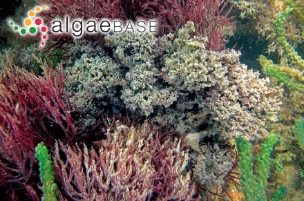 Gracilaria flabelliformis (P.Crouan & H.Crouan) Fredericq & Gurgel