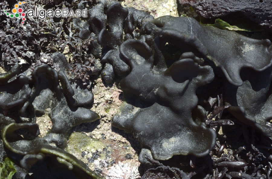 Codium stephensiae C.I.Dickinson