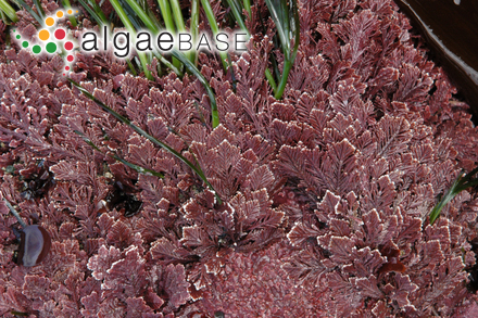 Corallina officinalis var. chilensis (Decaisne) Kützing