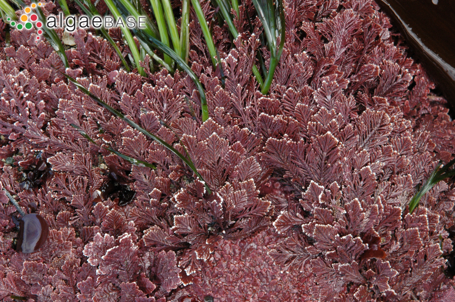 Corallina officinalis var. chilensis (Decaisne) Kützing