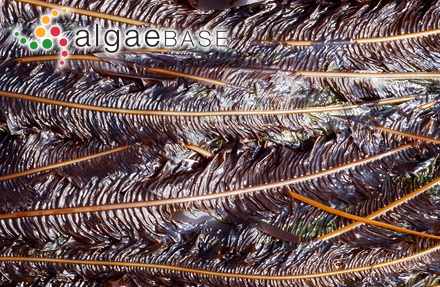Alaria esculenta (Linnaeus) Greville