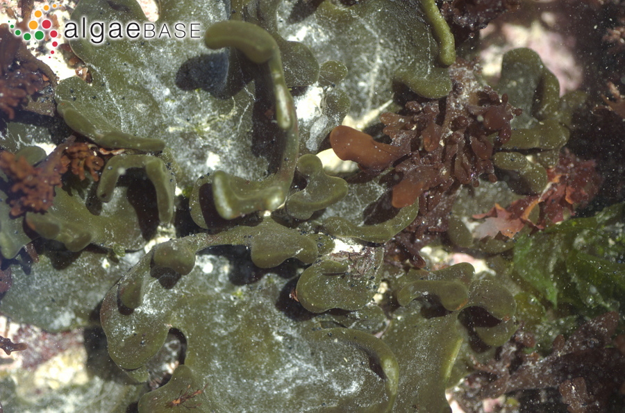 Codium stephensiae C.I.Dickinson