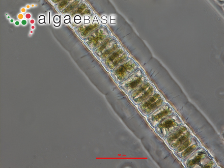 Hyalotheca dissiliens Brébisson ex Ralfs