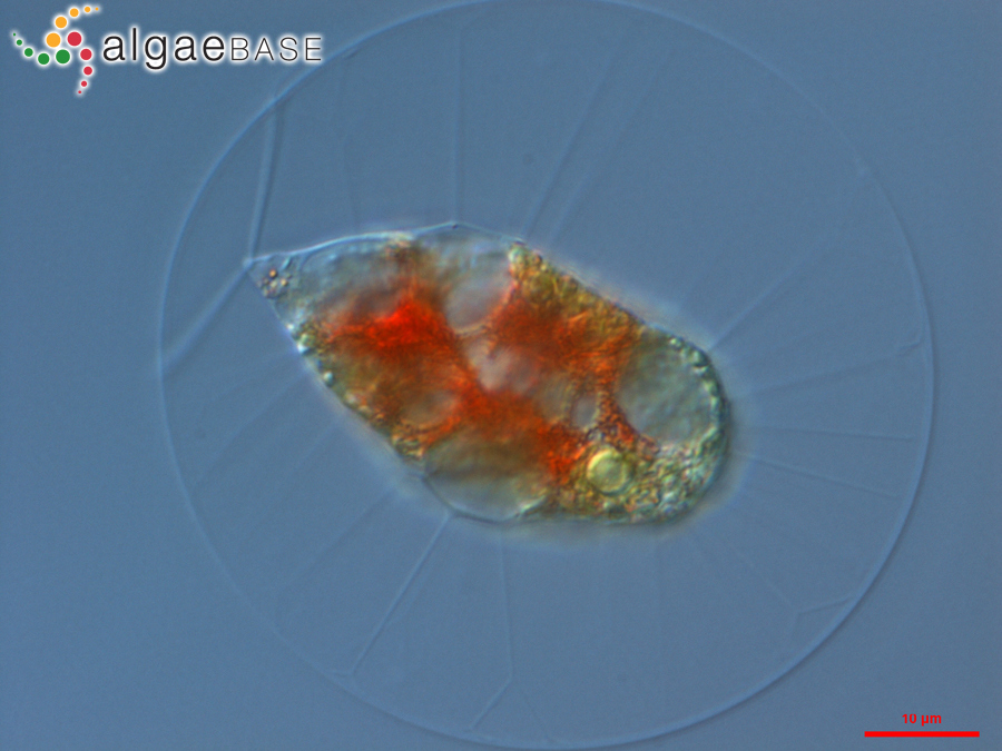 Haematococcus lacustris (Girod-Chantrans) Rostafinski