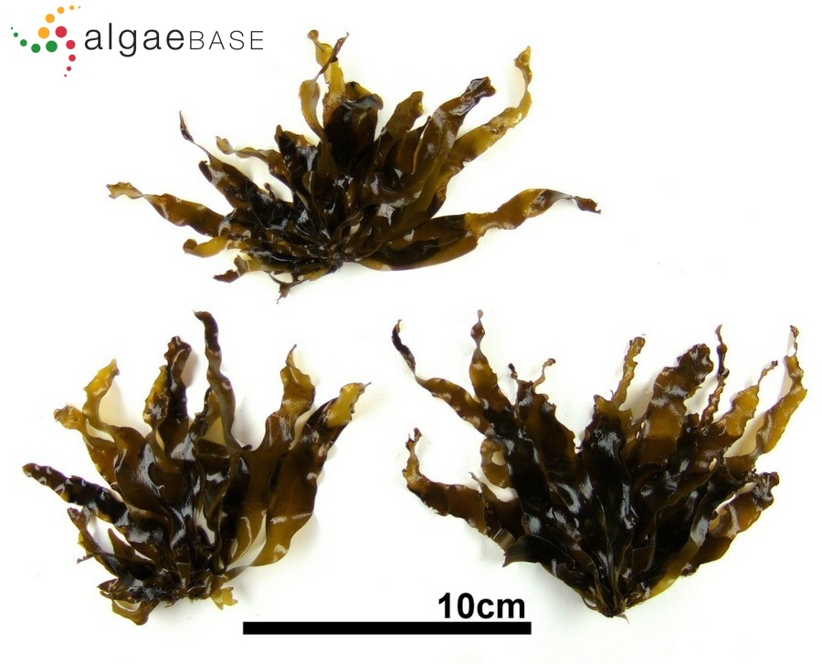 Petalonia binghamiae (J.Agardh) K.L.Vinogradova