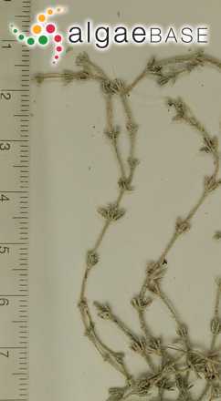 Chara aspera var. nodulifera A.Braun ex Leonhardi