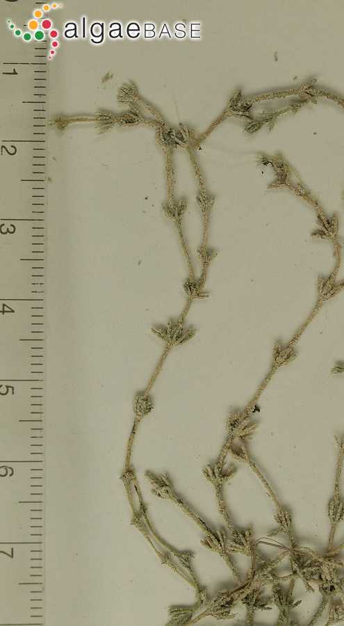 Chara aspera var. nodulifera A.Braun ex Leonhardi