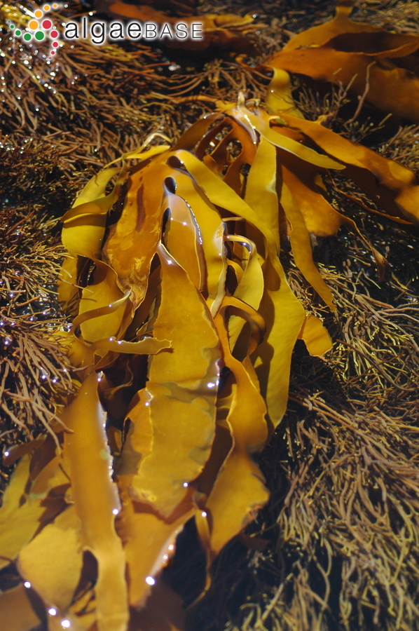 Ecklonia maxima (Osbeck) Papenfuss