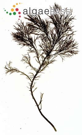 Cystoclonium purpureum (Hudson) Batters