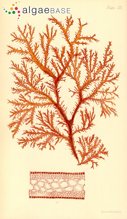 Gracilaria preissiana (Sonder) Womersley