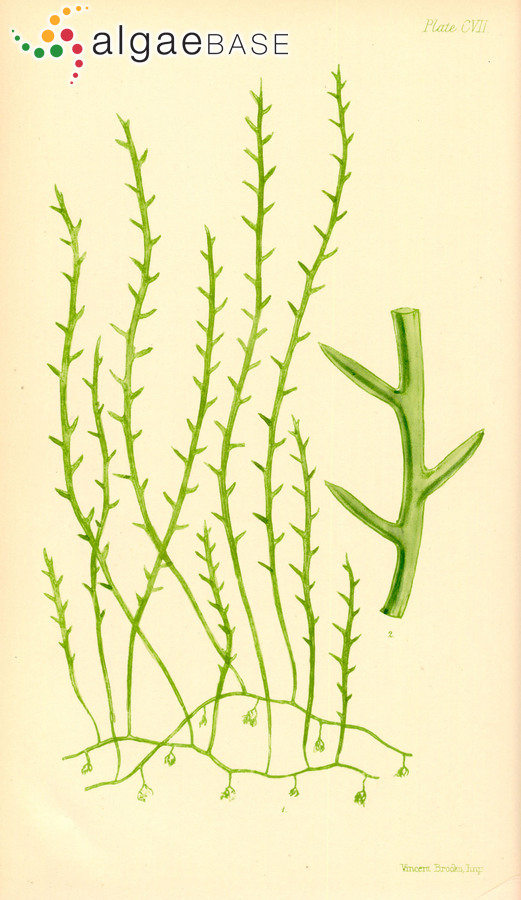 Caulerpa remotifolia Sonder