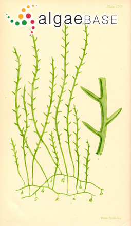 Caulerpa remotifolia Sonder