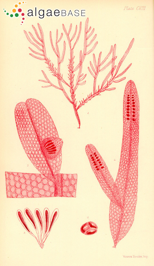 Sonderella linearis (Harvey) F.Schmitz