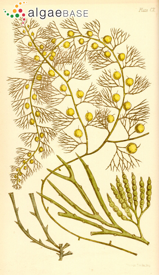 Sargassum raoulii Hooker f. & Harvey