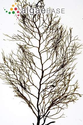 Cystoseira foeniculacea (Linnaeus) Greville