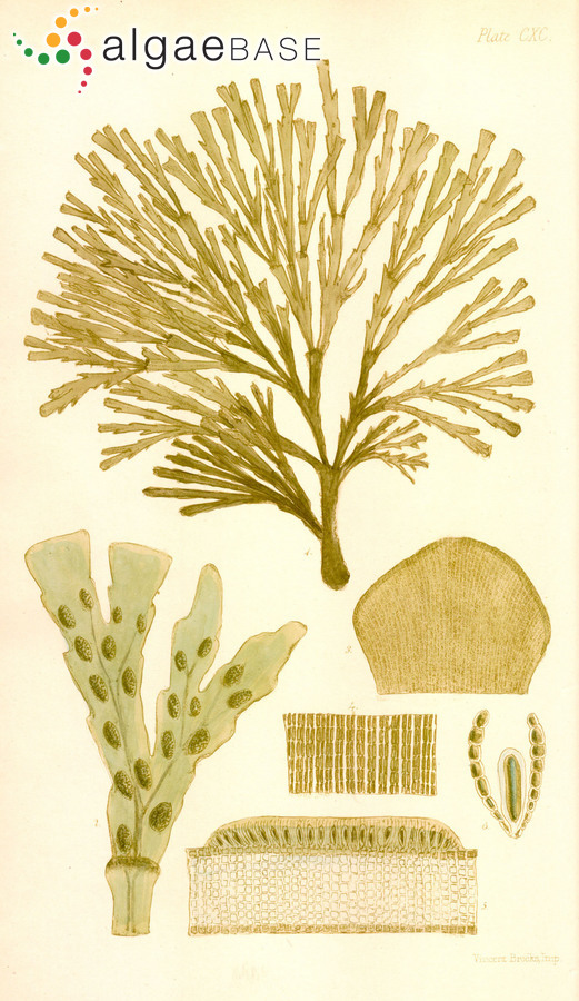 Zonaria subarticulata (J.V.Lamouroux) Papenfuss