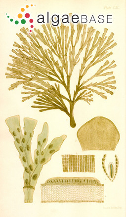 Zonaria subarticulata (J.V.Lamouroux) Papenfuss