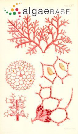 Thuretia australasica (Sonder) Parsons