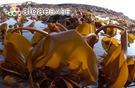 Laminaria hyperborea (Gunnerus) Foslie
