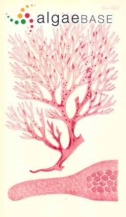 Callophyllis obtusifolia J.Agardh