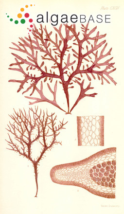 Mychodea marginifera (J.E.Areschoug) Kraft