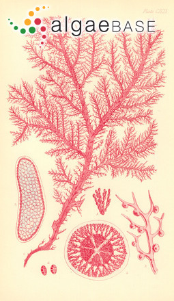 Calliblepharis planicaulis (Harvey) Kylin