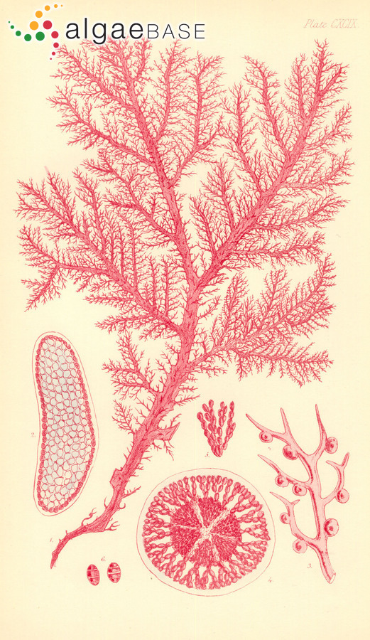 Calliblepharis planicaulis (Harvey) Kylin