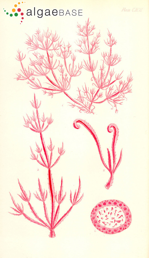 Austroclonium charoides (Harvey) Min-Thein & Womersley