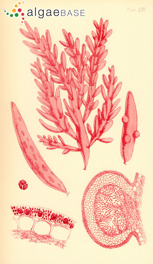 Webervanbossea splachnoides (Harvey) G.De Toni