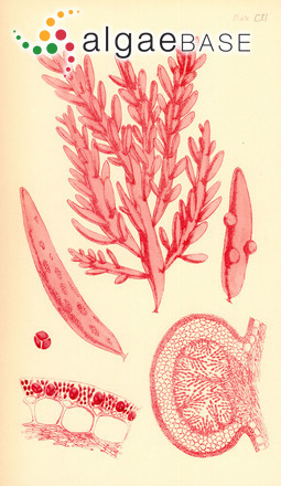 Webervanbossea splachnoides (Harvey) G.De Toni