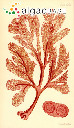 Codiophyllum flabelliforme (Sonder) F.Schmitz
