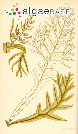 Sargassopsis decurrens (R.Brown ex Turner) Trevisan