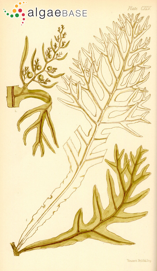 Sargassopsis decurrens (R.Brown ex Turner) Trevisan