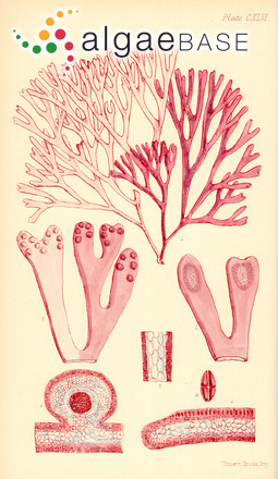 Halopeltis australis (J.Agardh) G.W.Saunders