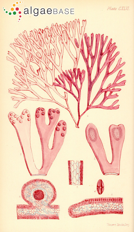 Halopeltis australis (J.Agardh) G.W.Saunders