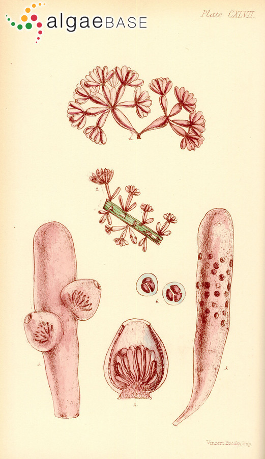 Coeloclonium umbellatum (Harvey) J.Agardh