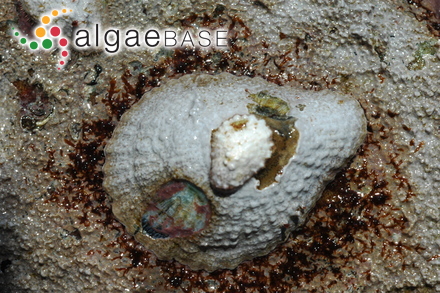 Gelidium micropterum Kützing