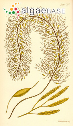 Caulocystis cephalornithos (Labillardière) Areschoug