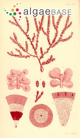 Erythroclonium sedoides (Harvey) Kylin