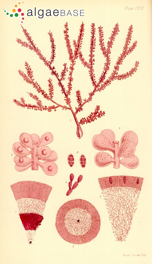 Erythroclonium sedoides (Harvey) Kylin