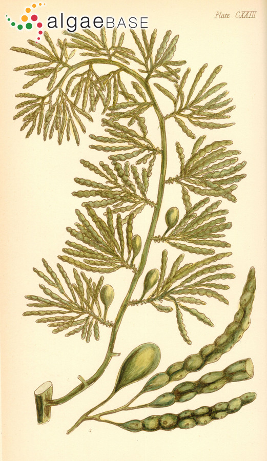 Cystophora torulosa (R.Brown ex Turner) J.Agardh