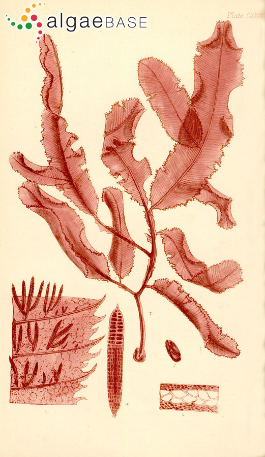Neurymenia fraxinifolia (Mertens ex Turner) J.Agardh