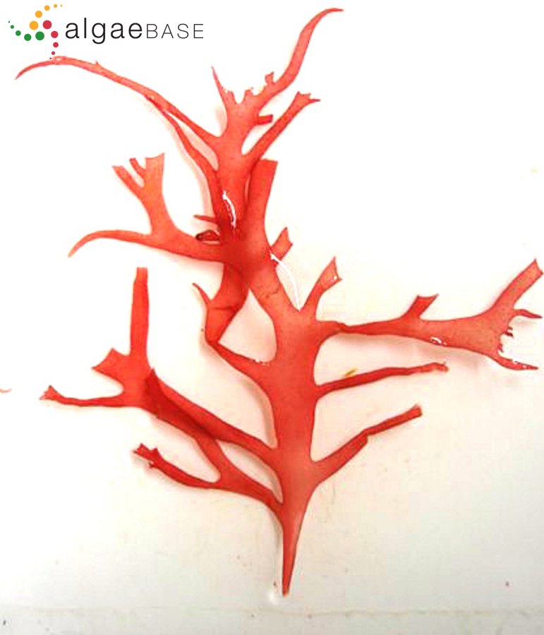 Halymenia floresii (Clemente) C.Agardh