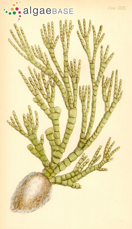 Halimeda cylindracea Decaisne