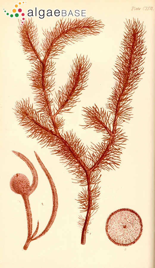 Trigenea australis Sonder